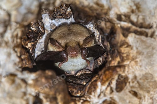 Preview: Long-fingered bat roosting
