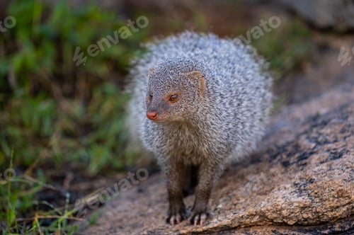Preview: Mongoose in its natural habitat