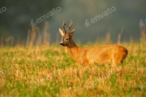 Preview: Dominant roe deer buck observing its territory with grass on antlers in summer