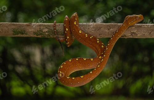 Preview: Green Tree Python (Morelia viridis) in its vibrant red phase perched on a branch