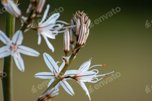 Preview: Closeup of a branched asphodel plant with blooming flowers