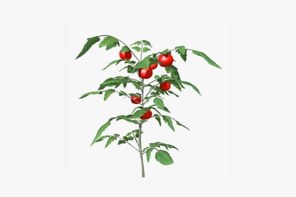 Preview: Tomato plant with ripe fruit and berries