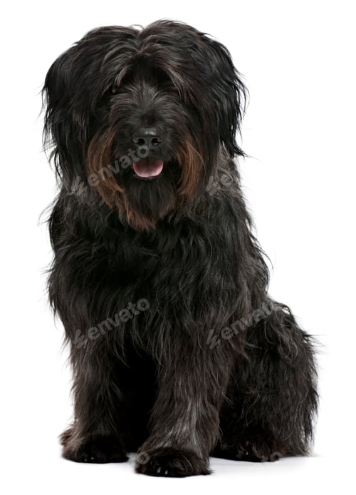 Preview: Catalan sheepdog, 6 years old, sitting in front of white background