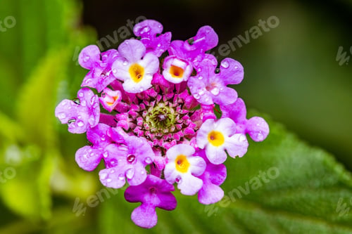 Preview: Flowers Floral Plants Petals Leaves Vegatations Green Kenya Farm