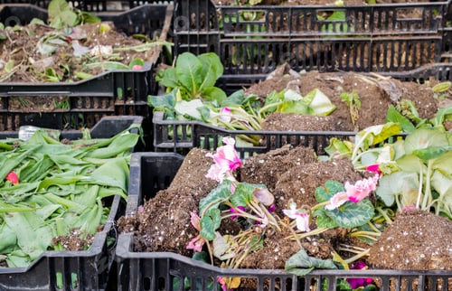 Preview: Boxes with cut flowers and plants, clods of earth and withered flowers. Waste to compost
