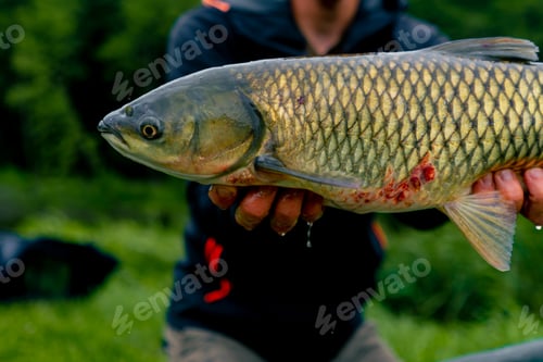 Preview: professional fisherman holding a carp on the bank of a river fishing in reservoirs good catch