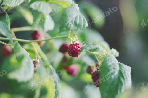 Vista previa: Frambuesa recogiendo rojo dulce fondo verde bayas bayas deliciosos alimentos orgánicos nutrición