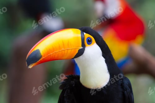 Preview: toucan, bird, colours, tropics