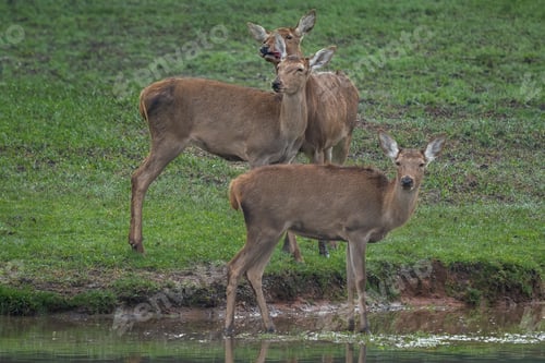 Preview: Group of female Red Deers (Cervus elaphus)