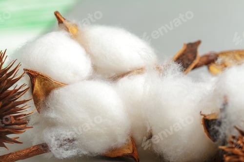 Preview: Close-up of Ripe cotton bolls on branch