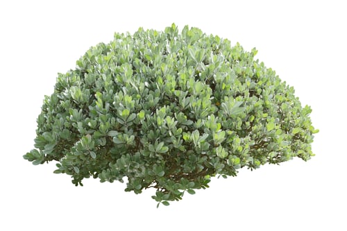 Preview: Green bush isolated on white background.