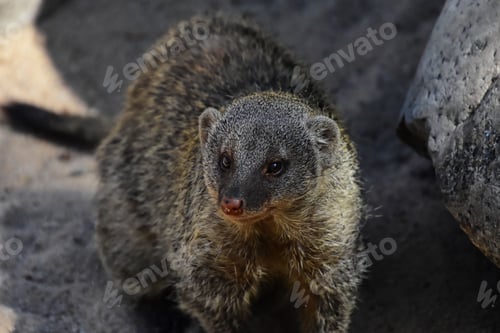 Preview: Close-up shot of an adorable banded mongoose on the ground