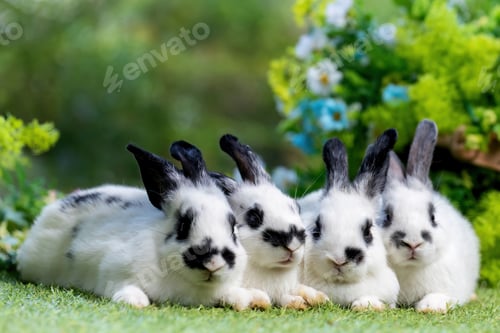 Preview: bunny Easter fluffy baby rabbit or new born rabbit