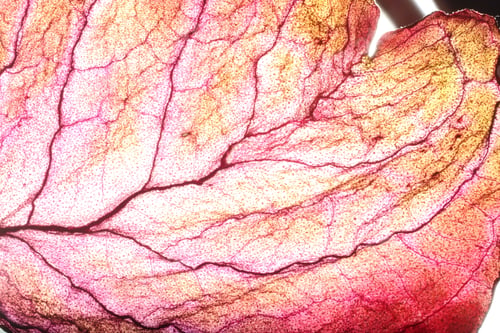 Preview: Dry Leaf Texture Abstract Background