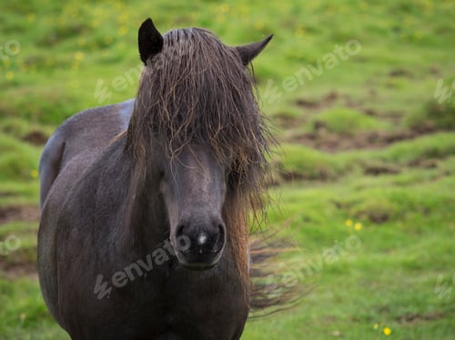 Preview: An Icelandic horse with dark coat and long black mane. Front view.