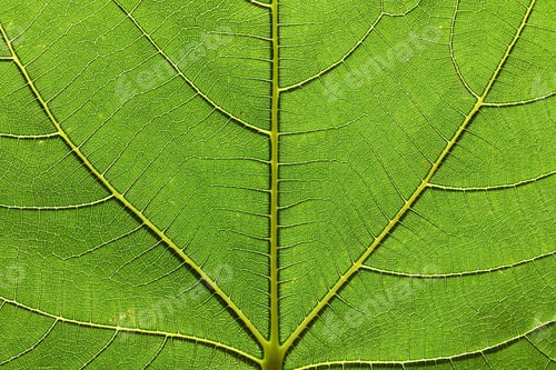 Preview: Texture of green fig leaf close-up