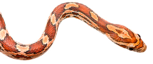 Preview: Corn Snake