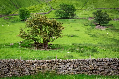 Preview: View to sheeps on pasture with big tree, UK