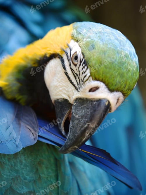 Preview: bird, parrot, Scarlet, Macaw