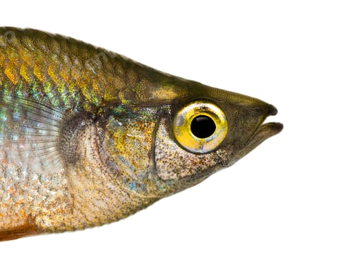 Preview: Close-up of an Eastern Rainbowfish's profile, Melanotaenia splendida splendida, isolated on white