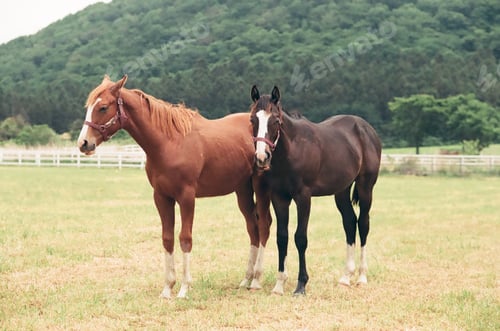 Preview: Horses