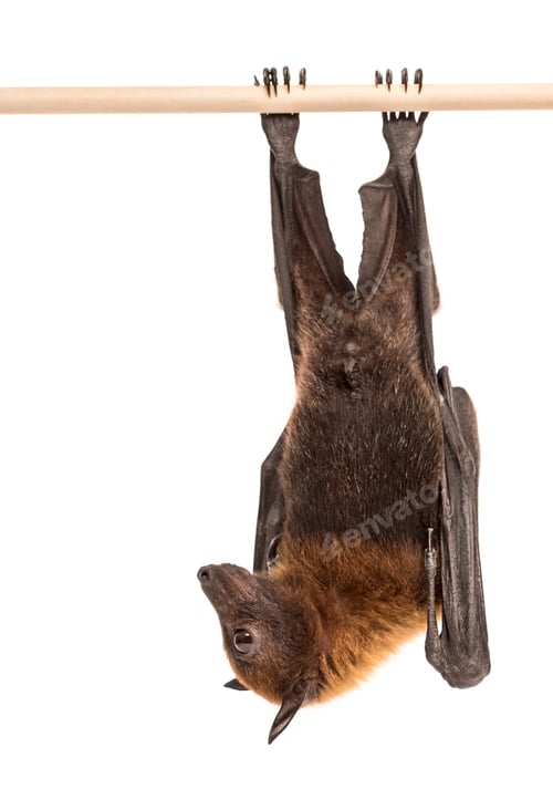 Preview: Lyle's flying fox hanging from a branch, Pteropus lylei, isolate