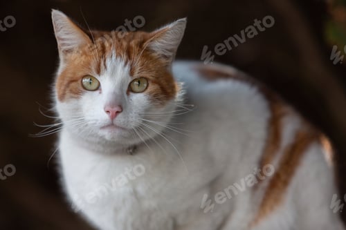 Vorschau: Nahaufnahme einer weißen und orangefarbenen Katze, die in eine gerade Richtung schaut
