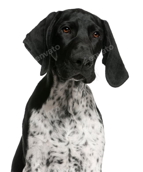Preview: Close-up of German Shorthaired Pointer puppy, 4 months old, in front of white background