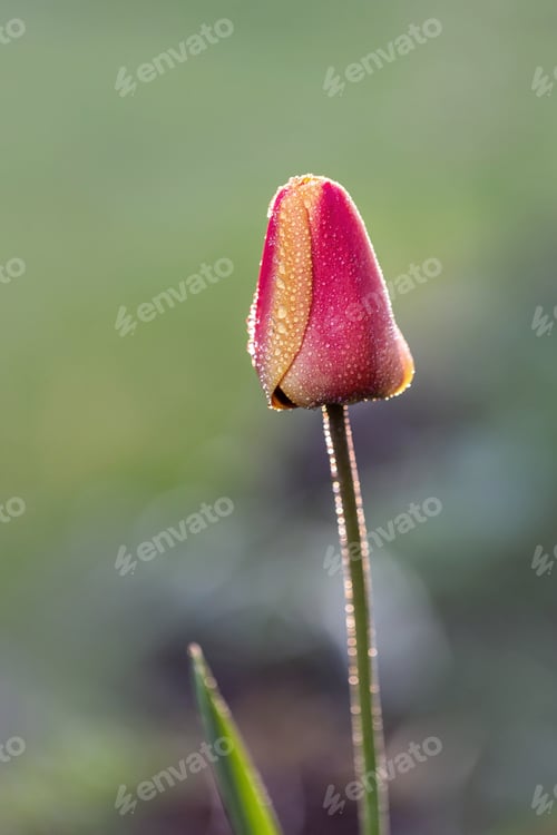 Preview: Red tulip with water droplets on petals