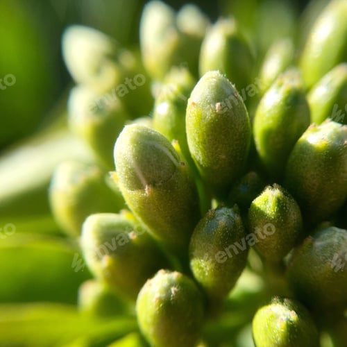 Preview: Green plants