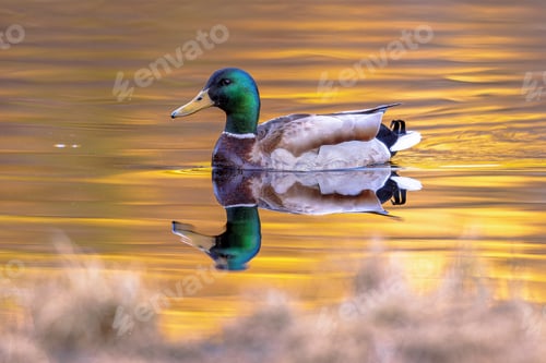 Preview: Colorful Mallard Duck Floating Peacefully On Golden Pond