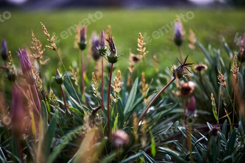 Preview: Green grass covering a sprawling field with an abundance of weeds emerging from the ground