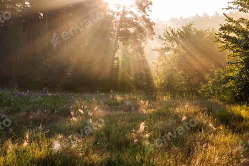 Preview: Foggy dawn in the forest. First sunbeams in the fog