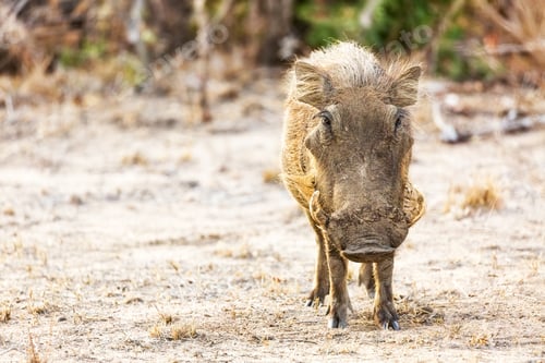 Preview: Warthog in Kruger National Park