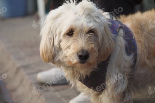 Visualização: Dog enjoying a sunny day in the park