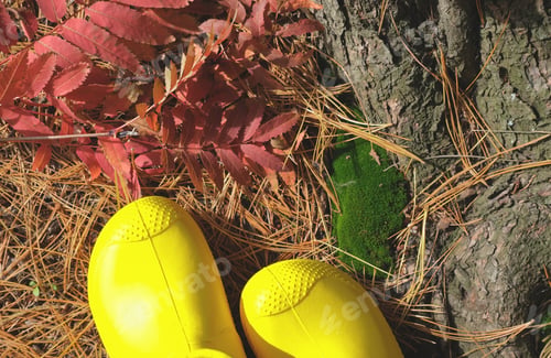 Preview: autumn pine needles and green moss in a forest.
