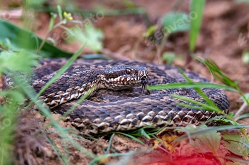 Preview: Close-up Middle Viper or Vipera renardi coiled up on the ground