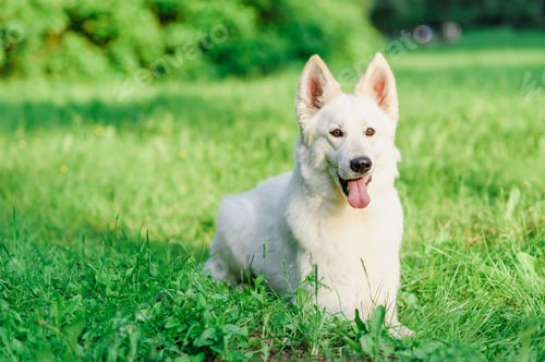 Preview: White Swiss Shepherd