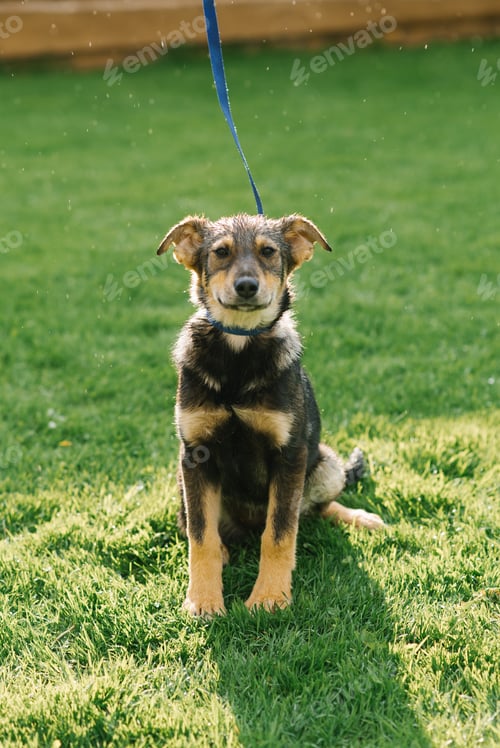 Preview: Portrait of Black and Red Dog Puppy on the Green Grass