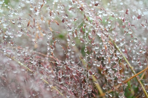 Preview: Rain or dew sparkling on delicate pink Purple Love Grass plants