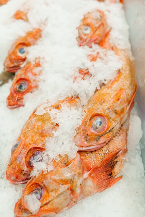 Preview: Frozen Fish Sea Bass with Big Eyes in Ice on the Counter in the Store or in the market