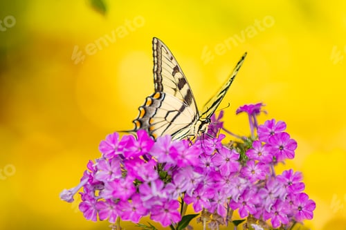 Preview: Yellow Monarch feeds from flower nectar