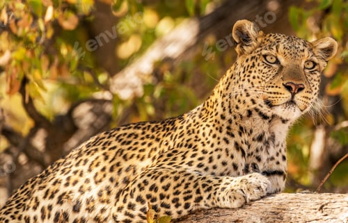 Preview: A Best wildlife tours in the world