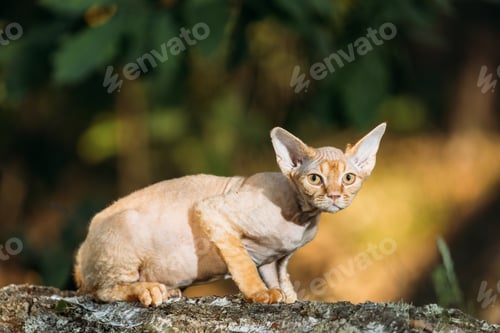 Preview: Cute Funny Curious Playful Beautiful Devon Rex Cat sitting on tree trunk in forest, garden. cat