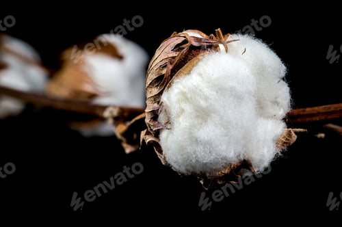 Preview: Cotton Bolls on Branch Black background