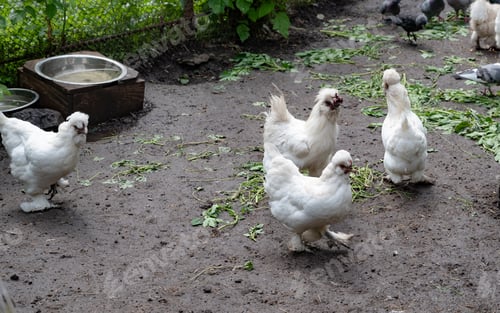 Preview: Free range chicken on a traditional poultry farm