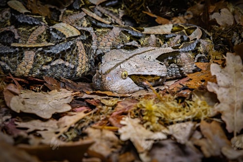 Preview: The Gaboon viper (Bitis gabonica), also called the Gaboon adder