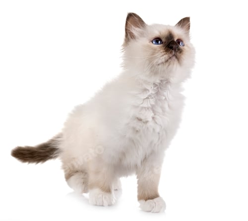 Preview: birman kitten in studio