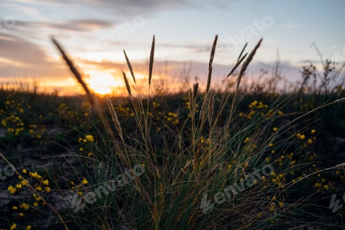 Preview: Dry grass at sunset