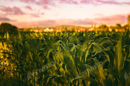 Preview: Corn field in sunset. Maize agriculture theme.
